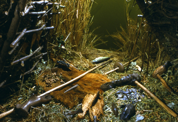 Reconstruction of the interior of a Mesolithic hunter-gatherer's shelter (copyright Museum of London)