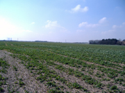 The fields at Lord of the Manor today