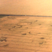 Cromarks in a Thanet wheatfield