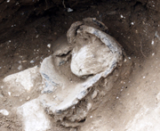 Large pottery vessel holding a lump of sandstone, found in the Middle Bronze Age enclosure ditch at Margate Football Club