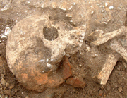 The skull of the QEQM Beaker burial