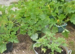 Courgette abundance