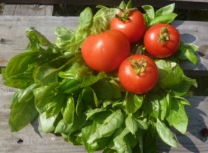 Fruitful harvest of tomatoes and basil