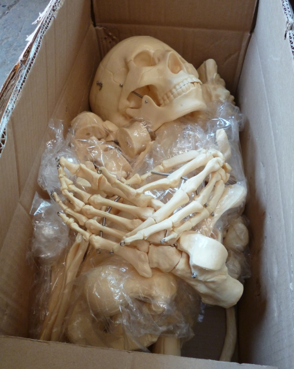 Teaching skeleton in cardboard package