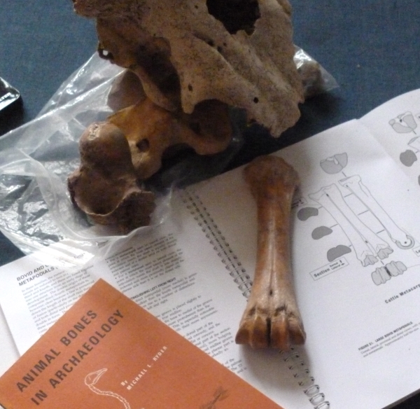 Image of animal bones and a guide to bones in archaeology